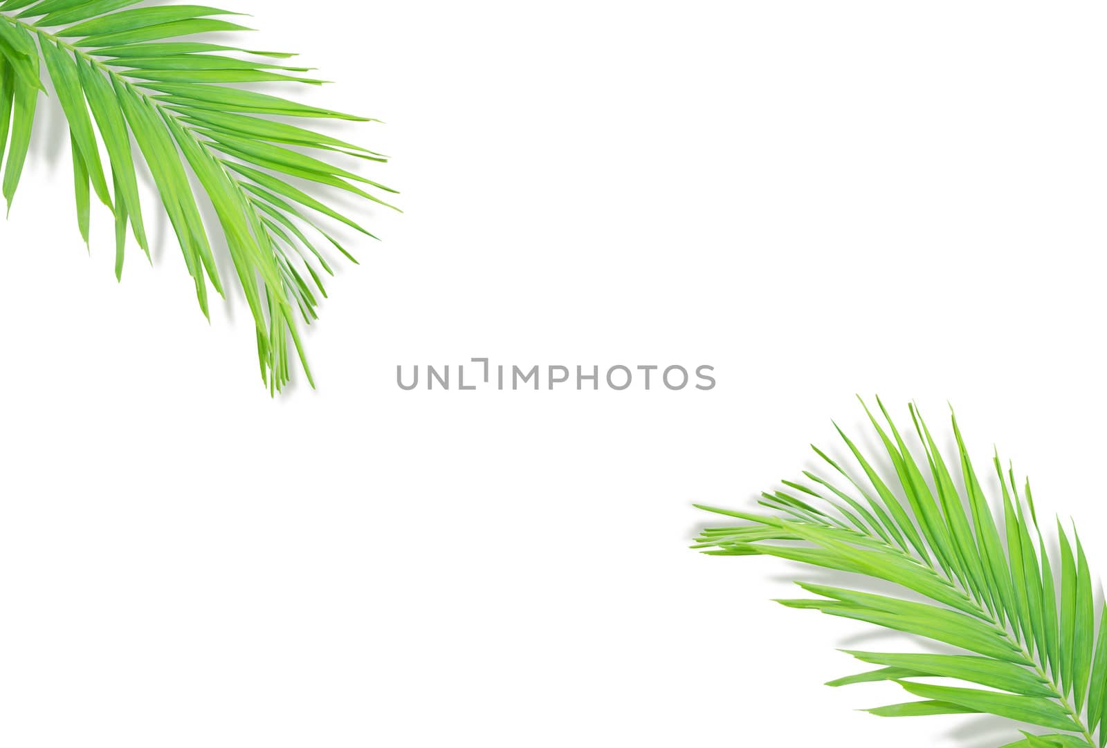 Green palm leaf isolated on white background