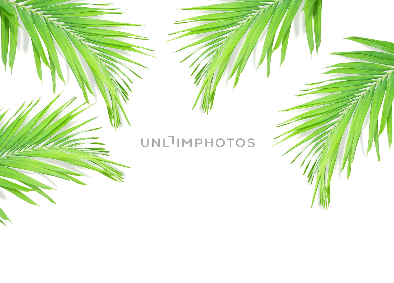 Green palm leaf isolated on white background