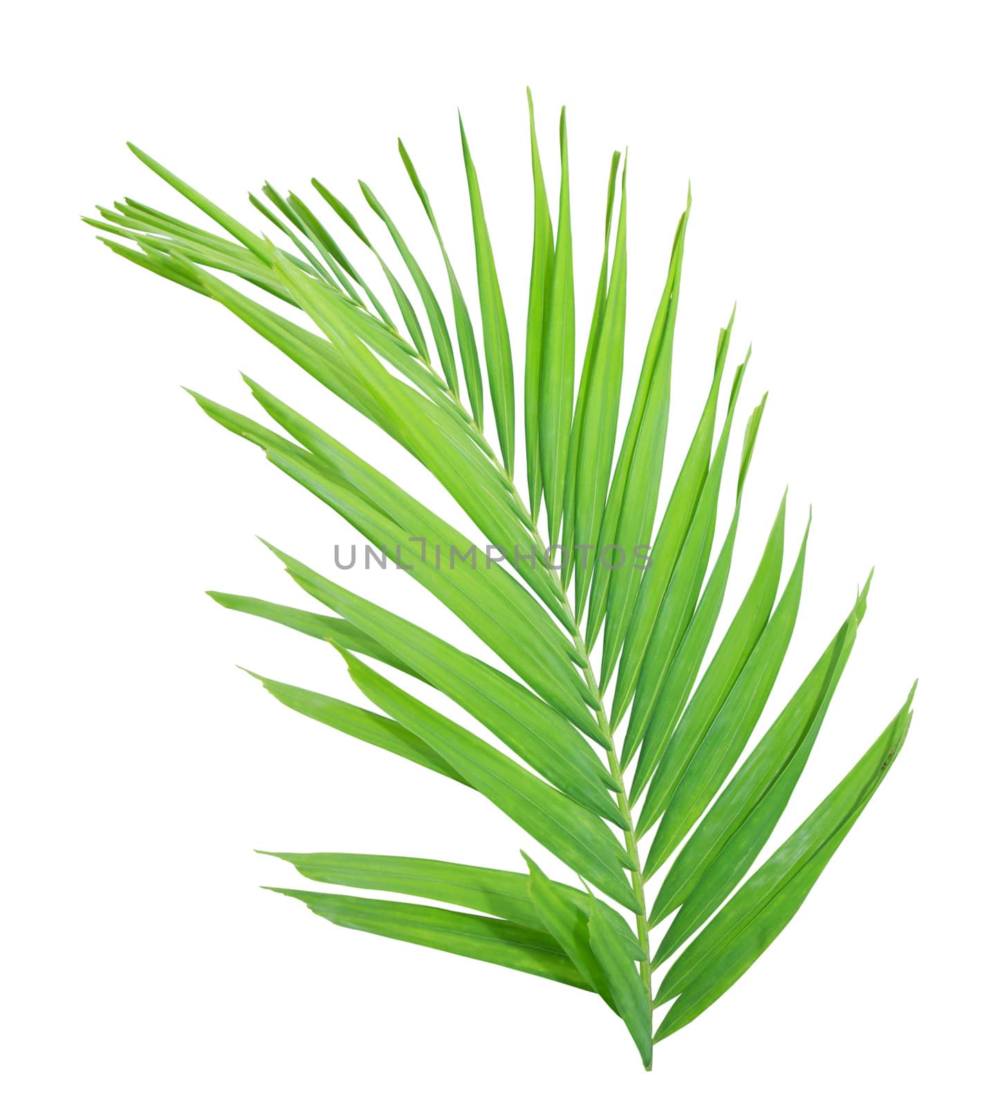 Green palm leaf isolated on white background by drpnncpp