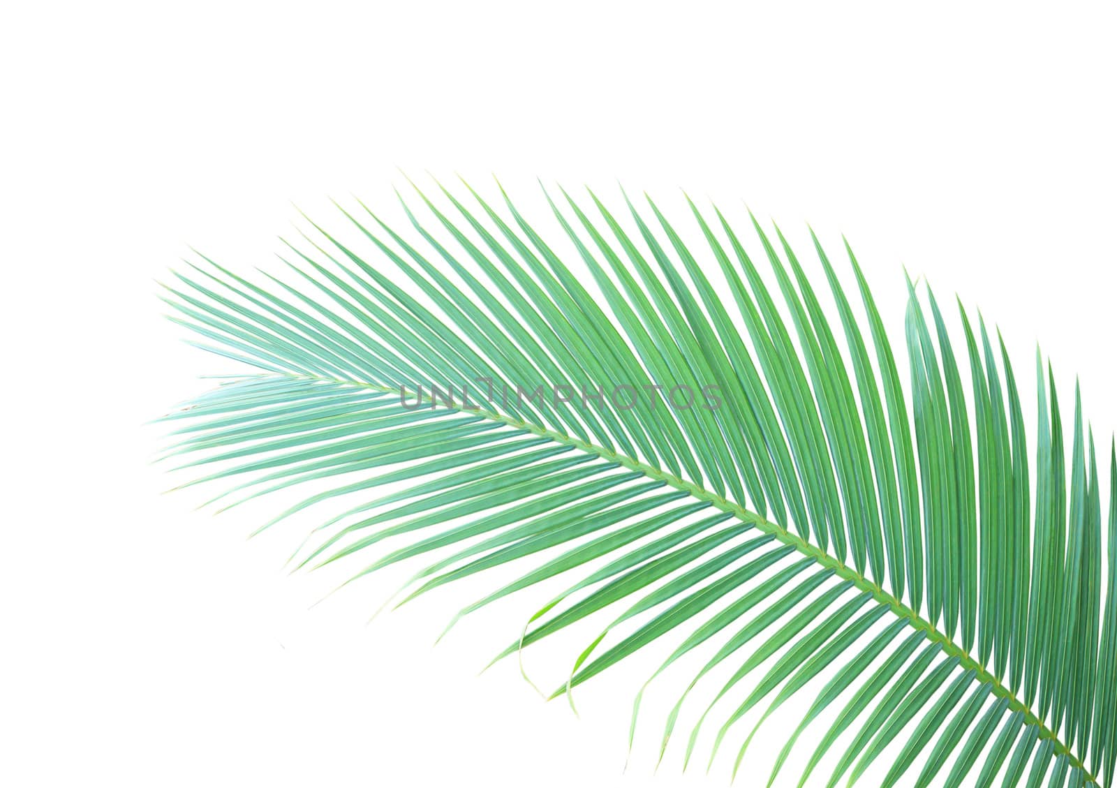 Green palm leaf isolated on white background by drpnncpp