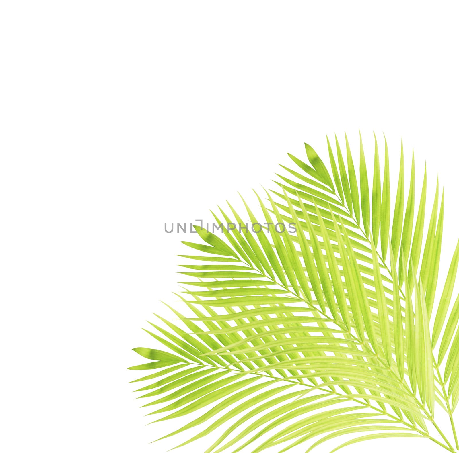 Green palm leaf isolated on white background by drpnncpp