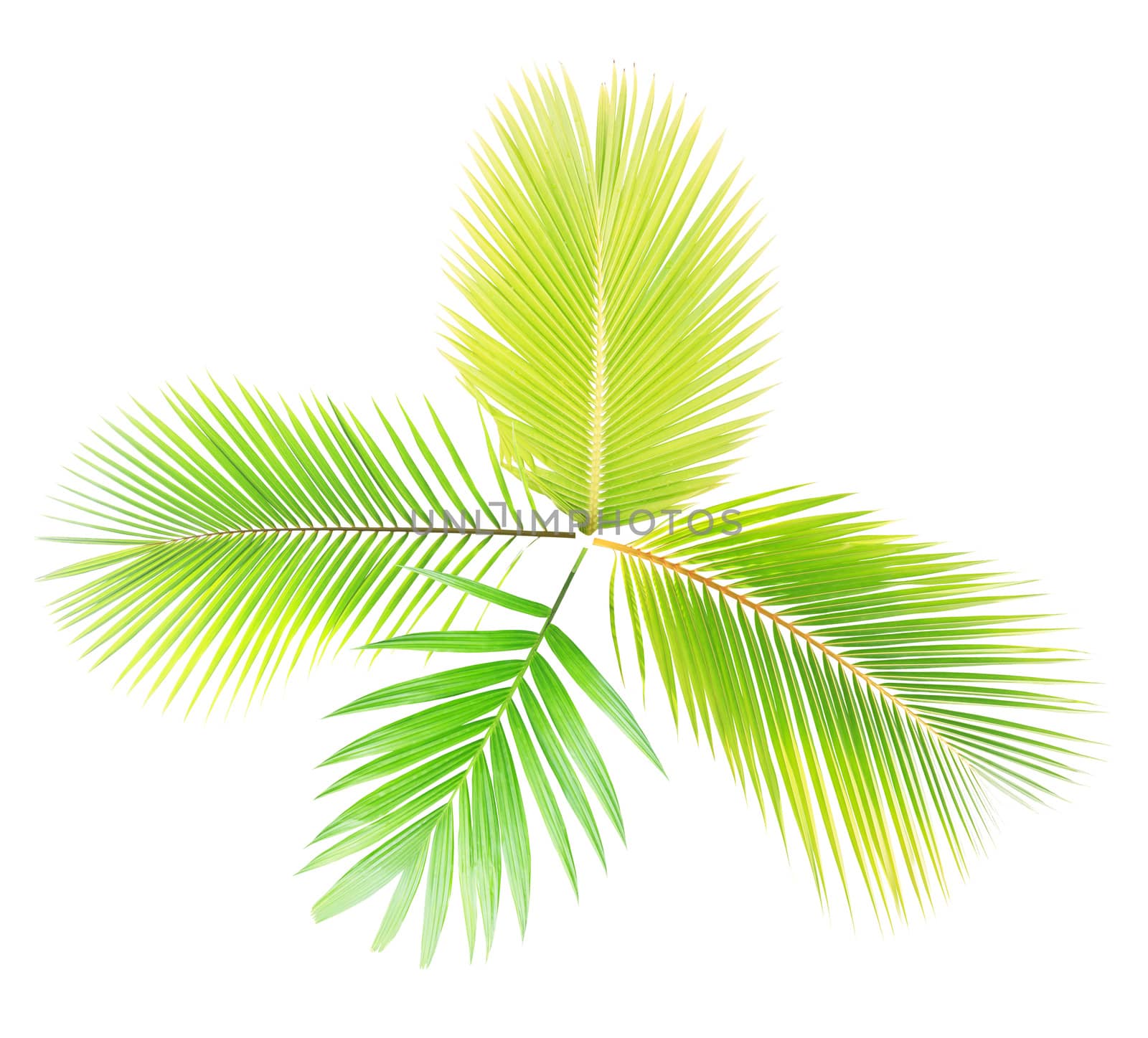 Green palm leaf isolated on white background