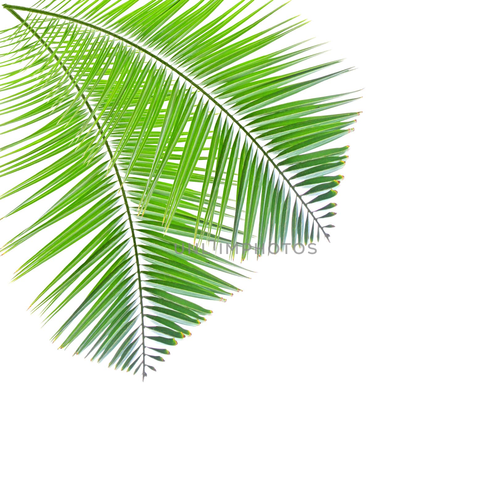 Green palm leaf isolated on white background by drpnncpp