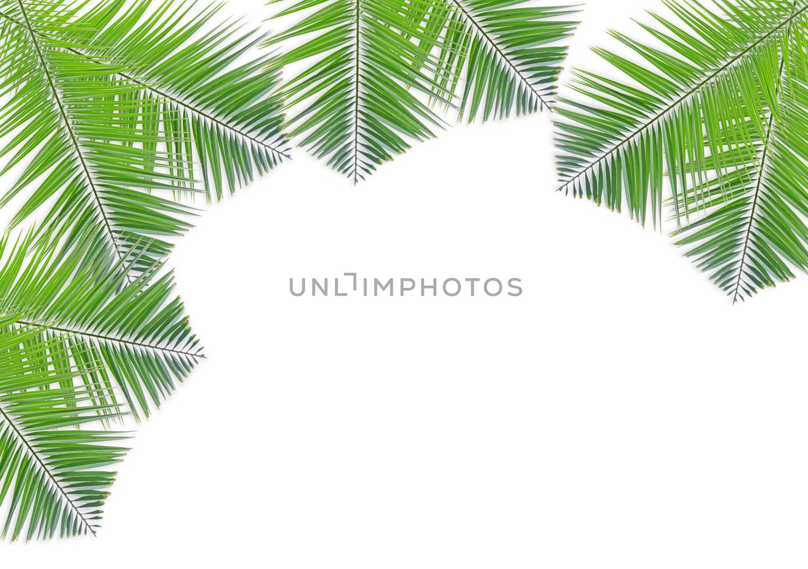 Green palm leaf isolated on white background by drpnncpp