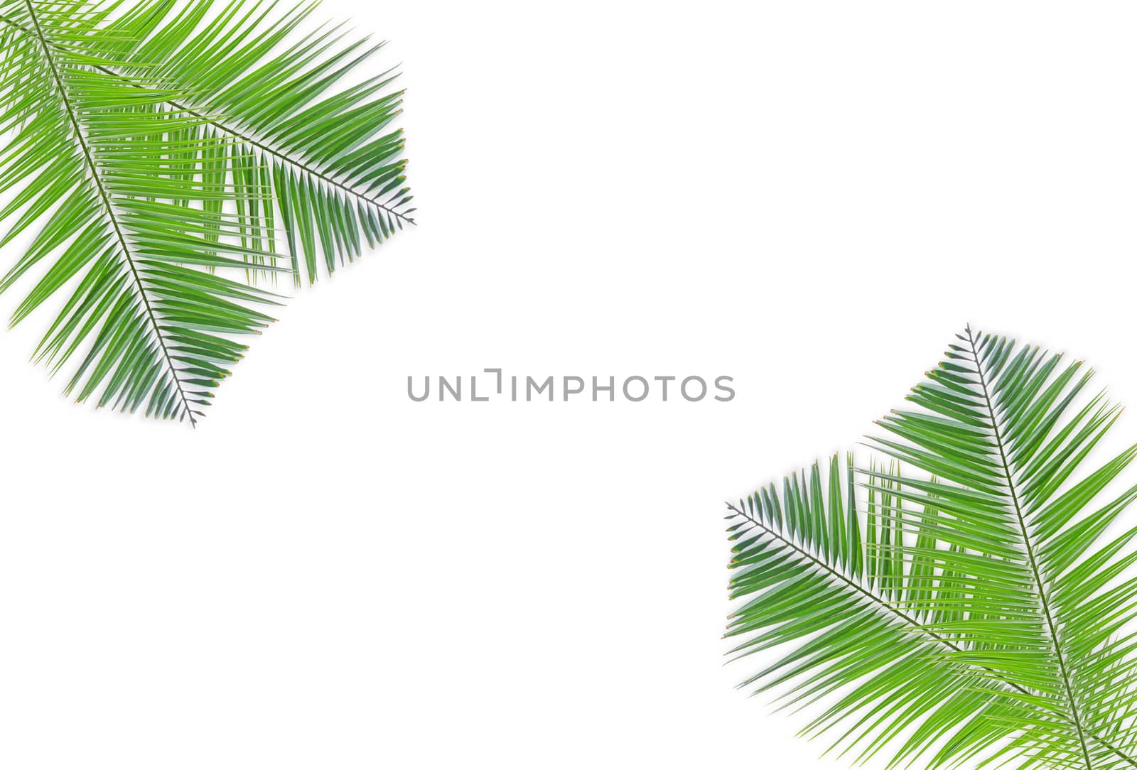 Green palm leaf isolated on white background