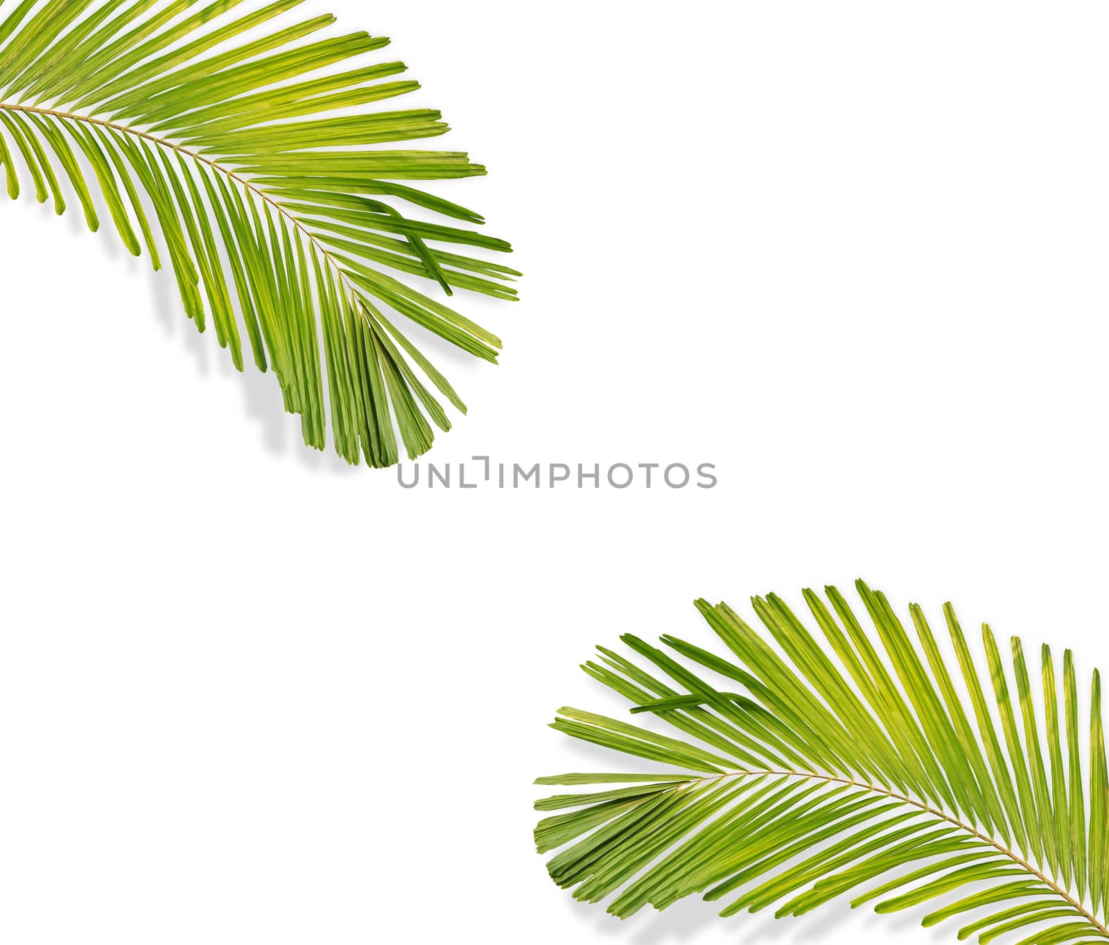 Green palm leaf isolated on white background