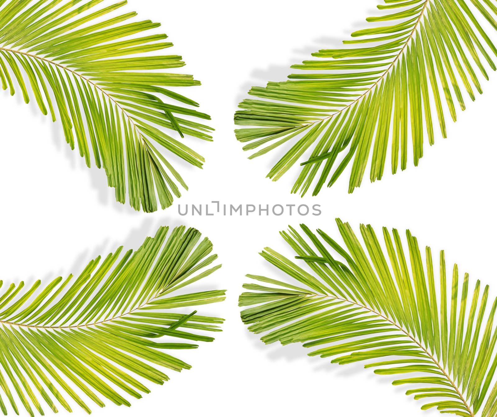 Green palm leaf isolated on white background by drpnncpp