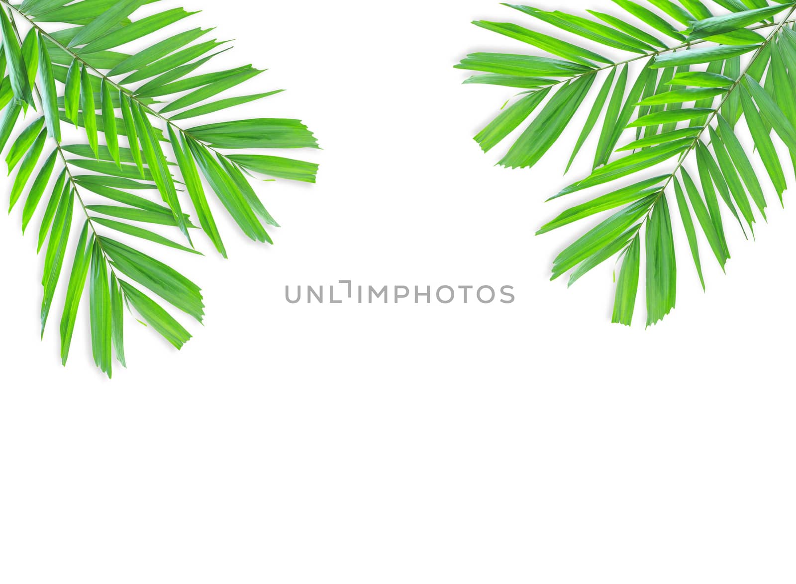 Green palm leaf isolated on white background by drpnncpp