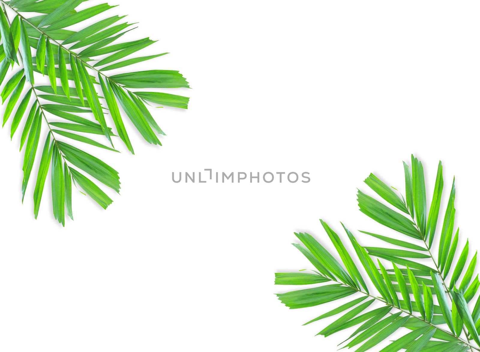 Green palm leaf isolated on white background