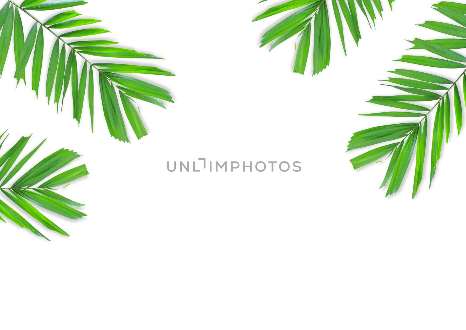 Green palm leaf isolated on white background