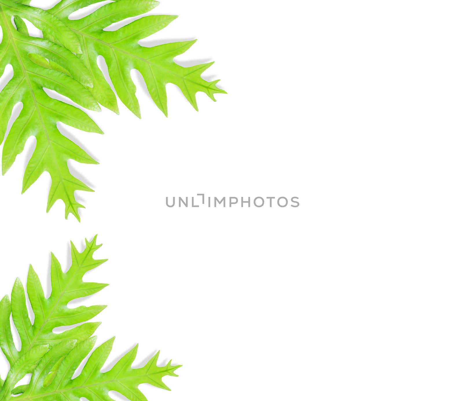 Fern leaf isolated by drpnncpp