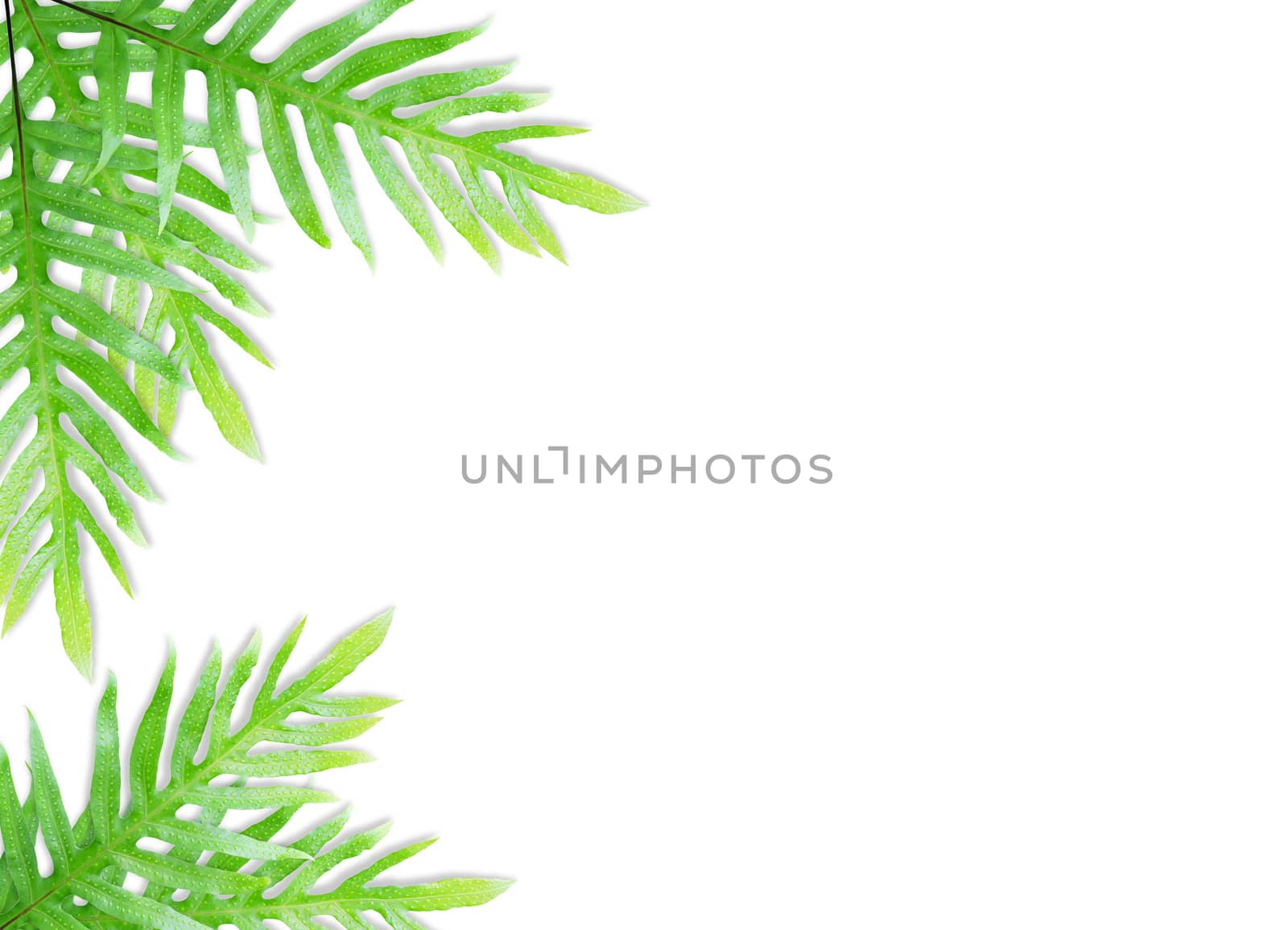 Fern leaf isolated by drpnncpp