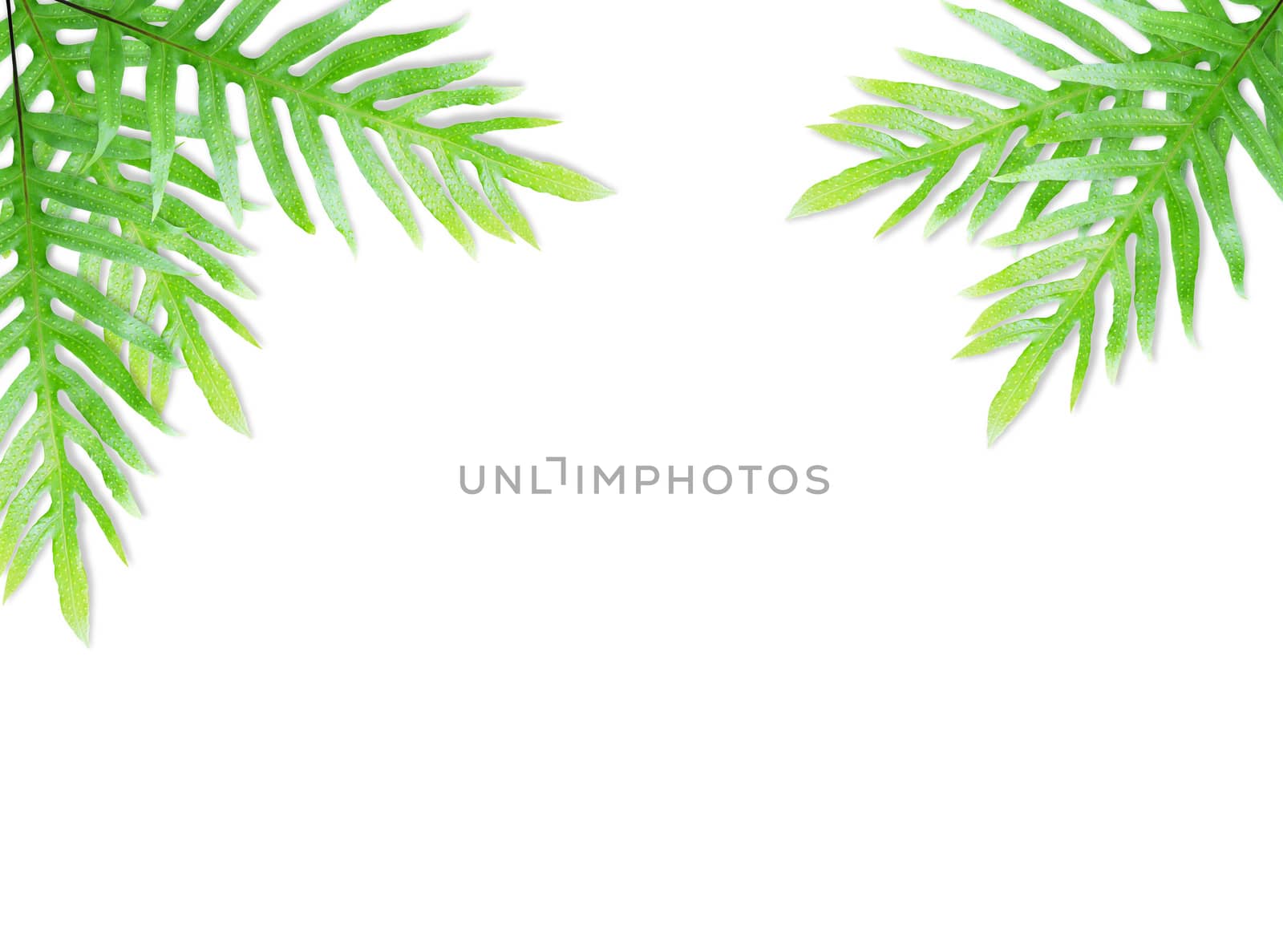 Fern leaf isolated by drpnncpp
