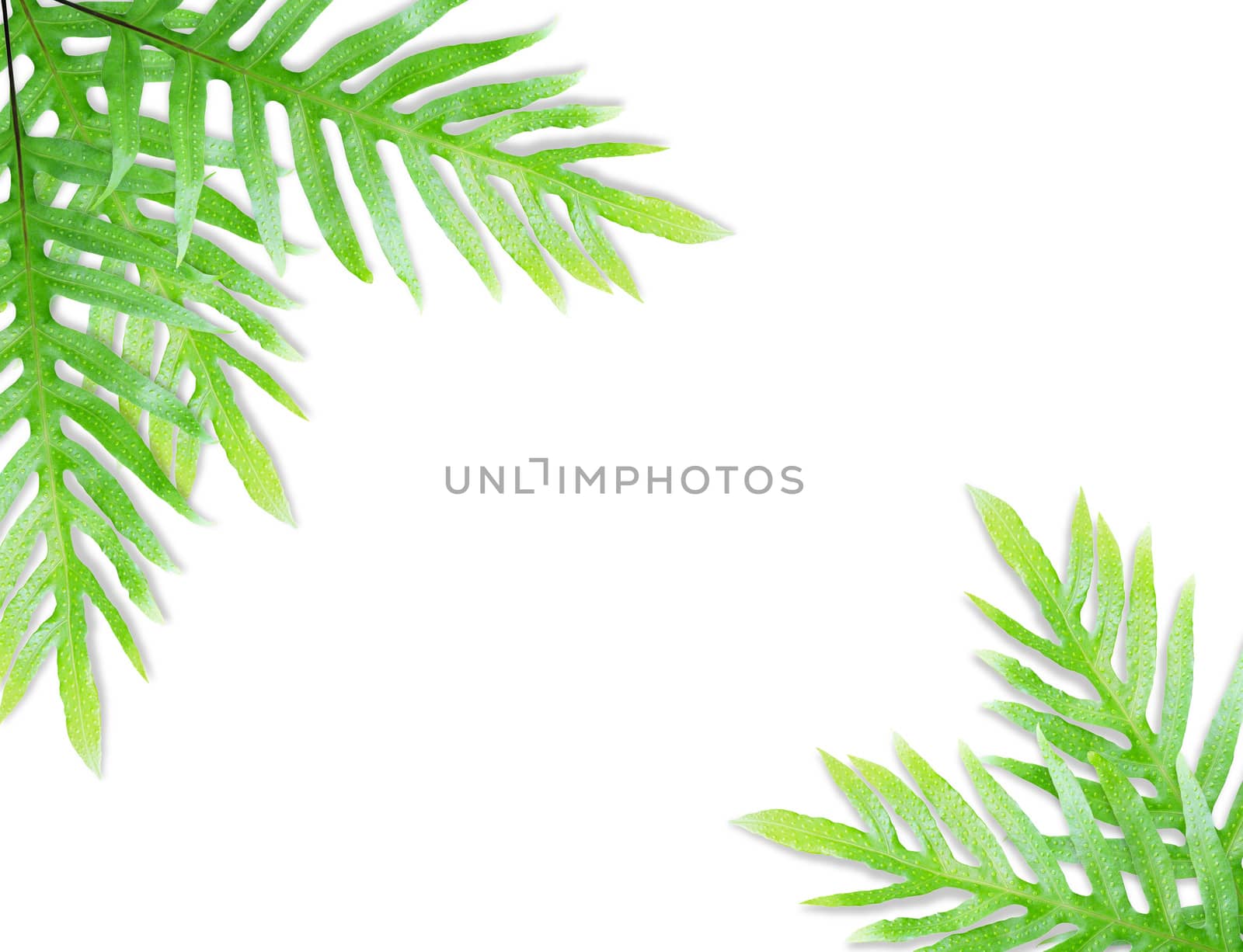 Fern leaf isolated by drpnncpp