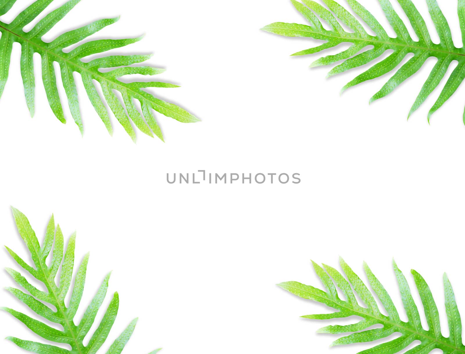 Fern leaf isolated by drpnncpp