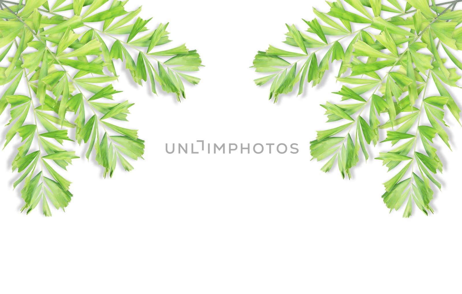 Green palm leaf isolated on white background by drpnncpp