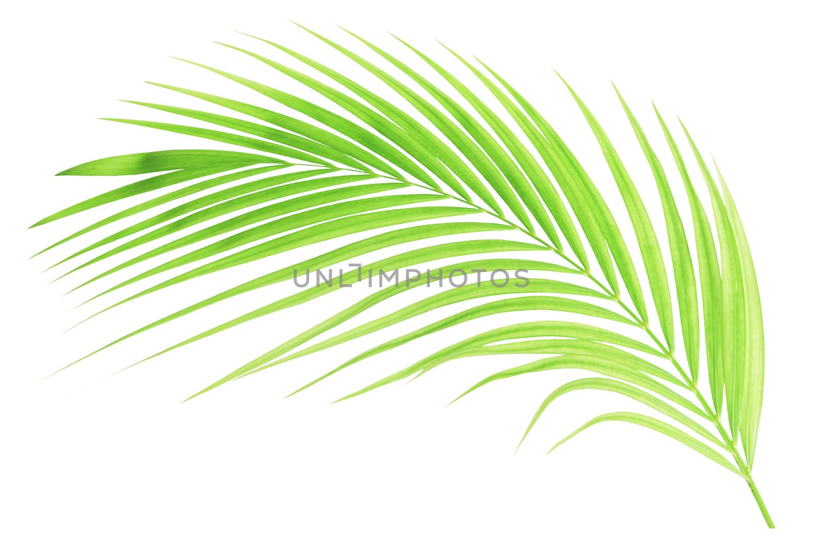 Green palm leaf isolated on white background by drpnncpp