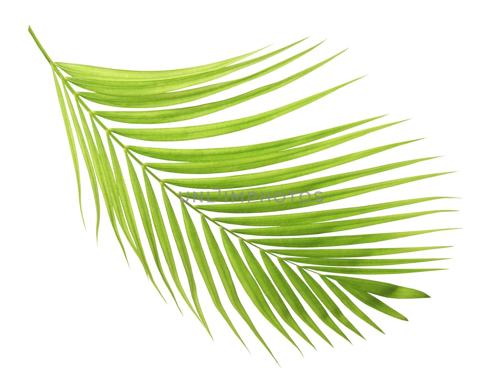 Green palm leaf isolated on white background