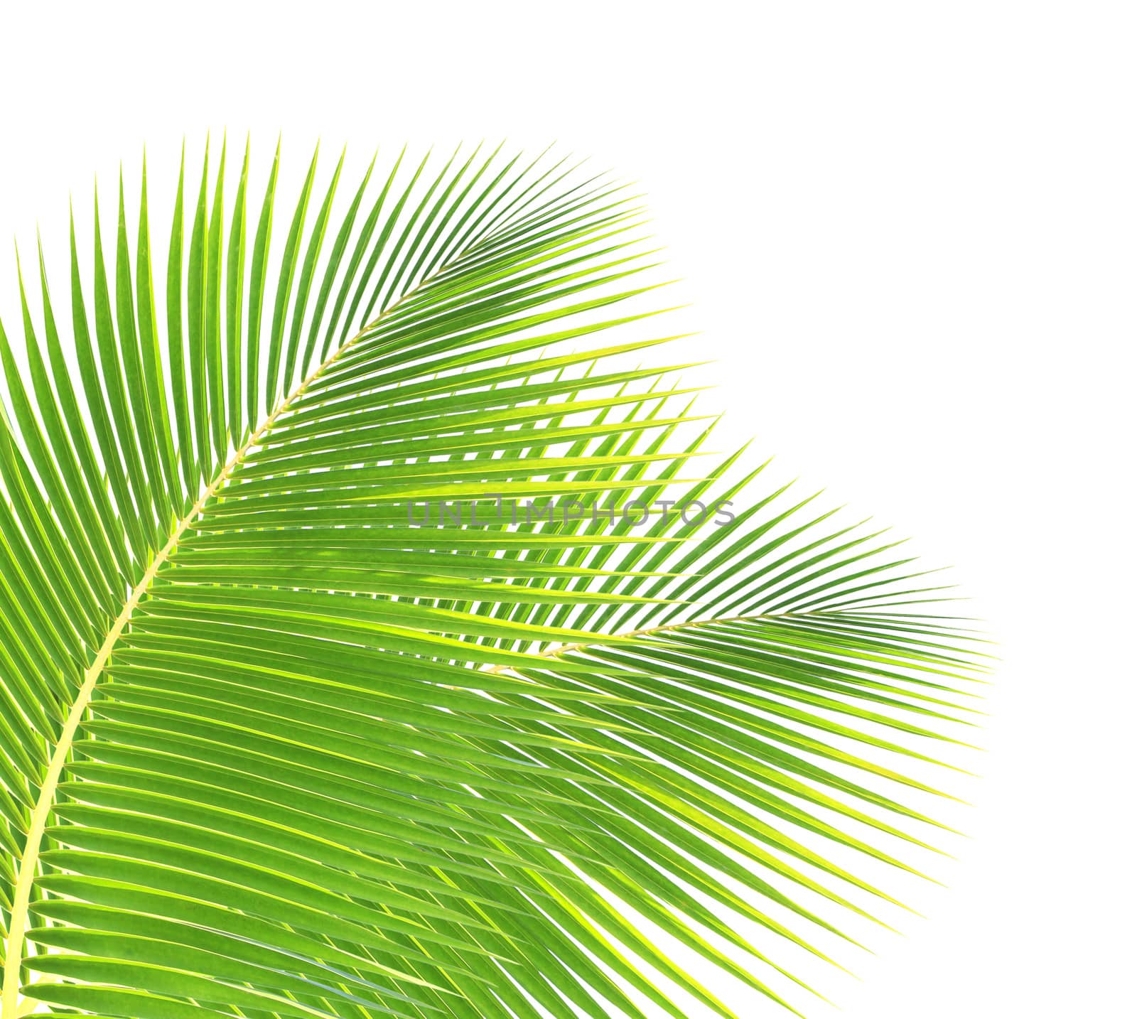 Green palm leaf isolated on white background by drpnncpp