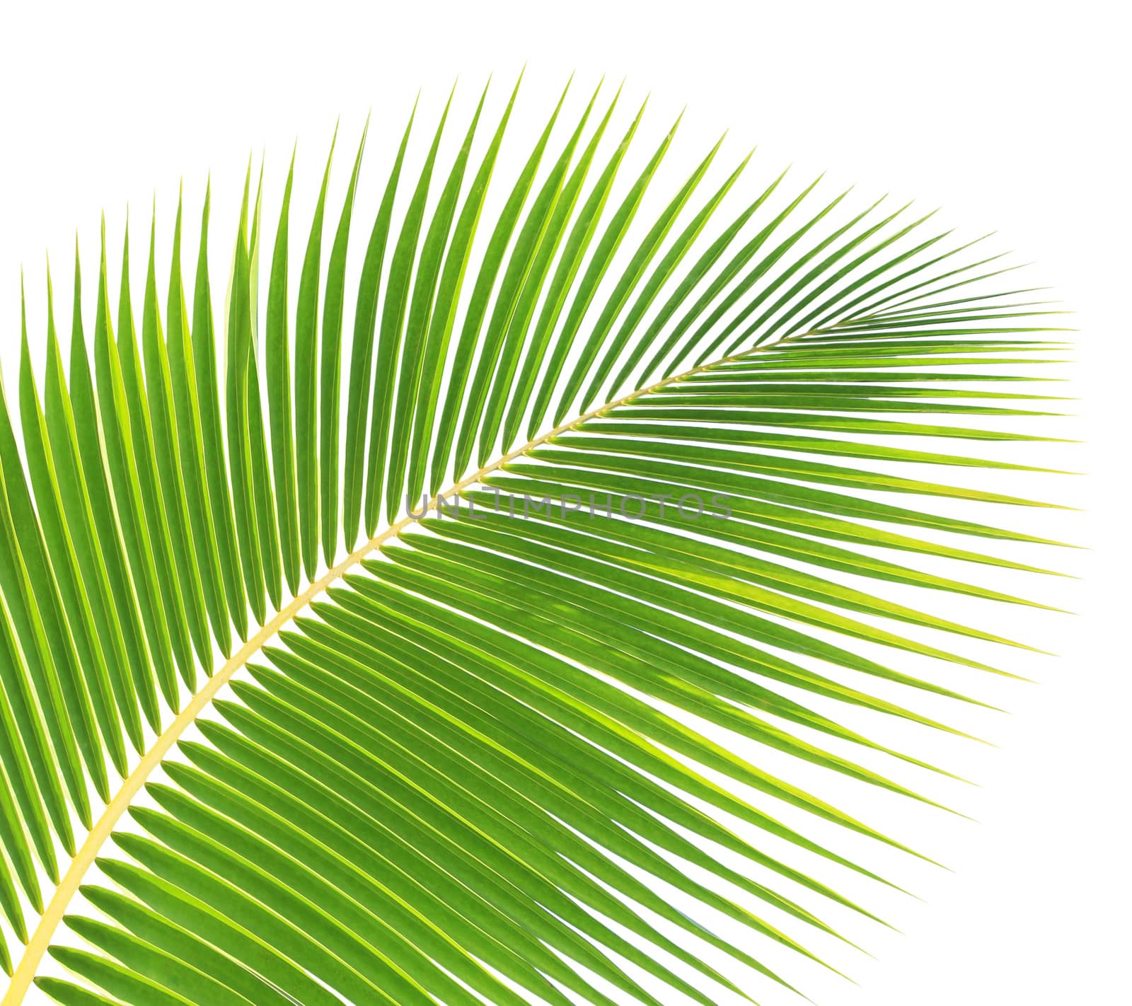 Green palm leaf isolated on white background