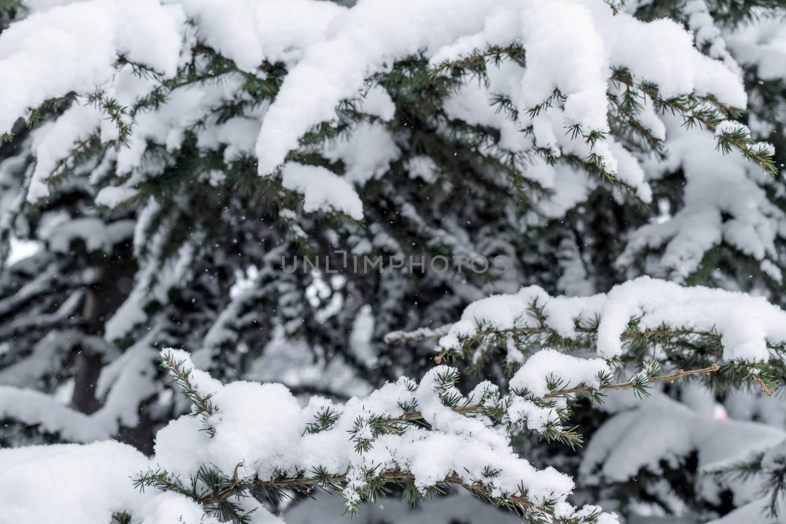 Spruce branches under the cap of snow by fogen