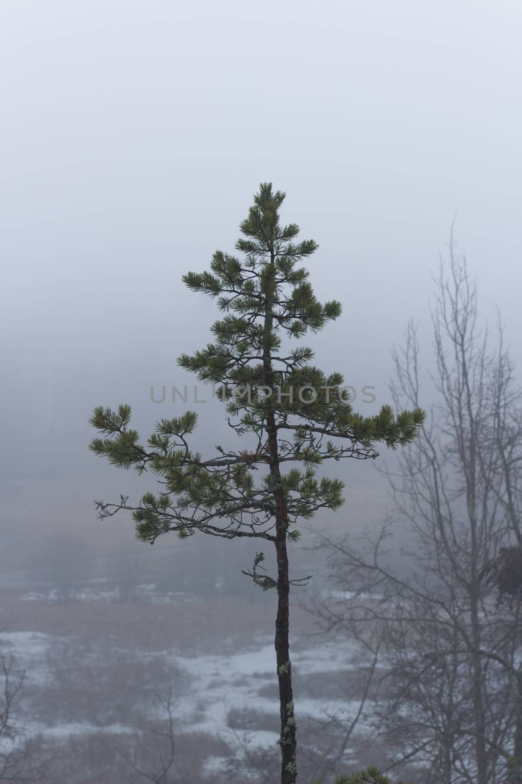 Isolated pine tree on a misty, moody, day. Trees in the distance barely visible. Nackareservatet - nature reserve in Sweden
