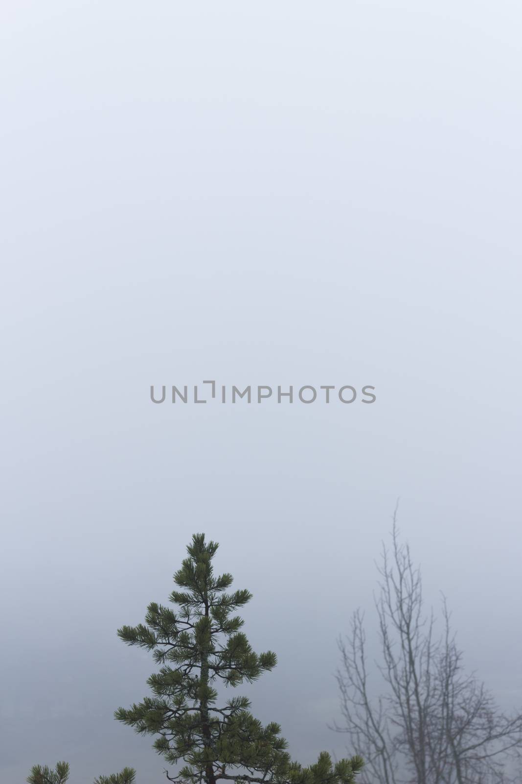 Isolated pine tree on a misty, moody, day. Trees in the distance barely visible. Nackareservatet - nature reserve in Sweden