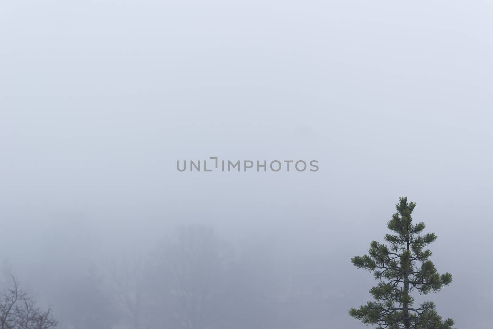 Isolated pine tree on a misty, moody, day. Trees in the distance barely visible. Nackareservatet - nature reserve in Sweden