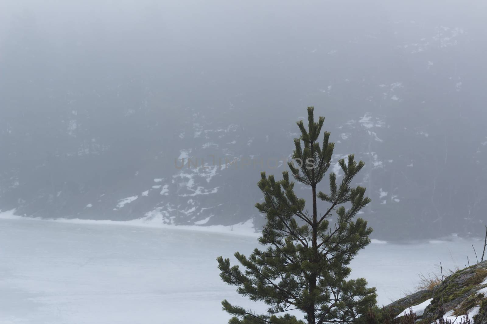 Frozen lake surrounded by mountains with pine and fir trees on a misty, moody, day. Isolated pine tree in the foreground. Nackareservatet - nature reserve in Sweden