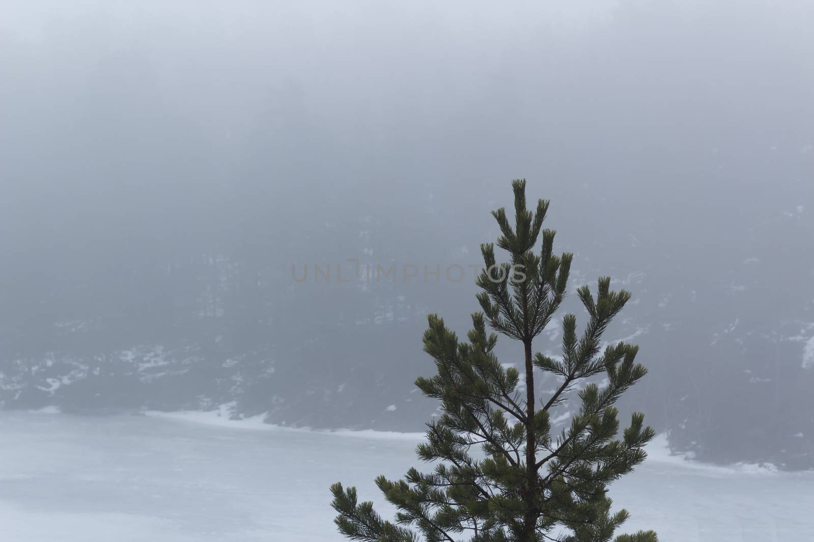 Frozen lake surrounded by mountains with pine and fir trees on a misty, moody, day. Isolated pine tree in the foreground. Nackareservatet - nature reserve in Sweden
