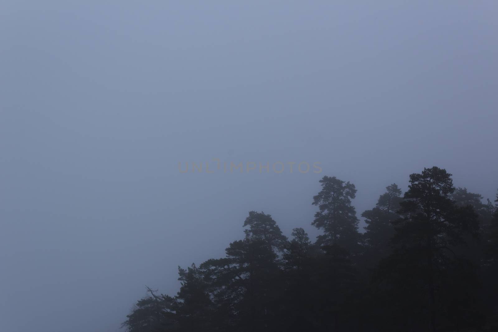 Pine and fir trees on a misty day. Nackareservatet - nature reserve in Sweden