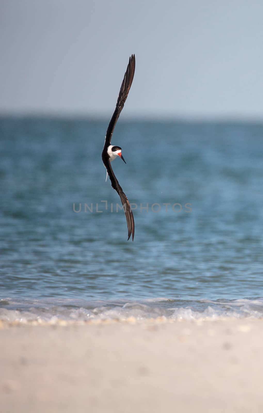 Flock of black skimmer terns Rynchops niger on the beach at Clam by steffstarr