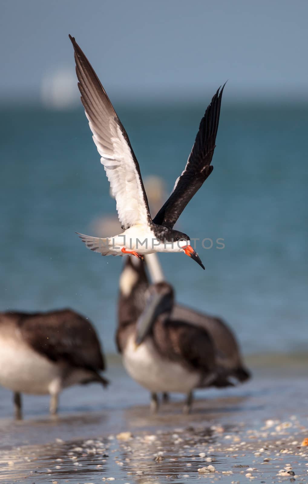 Flock of black skimmer terns Rynchops niger on the beach at Clam by steffstarr