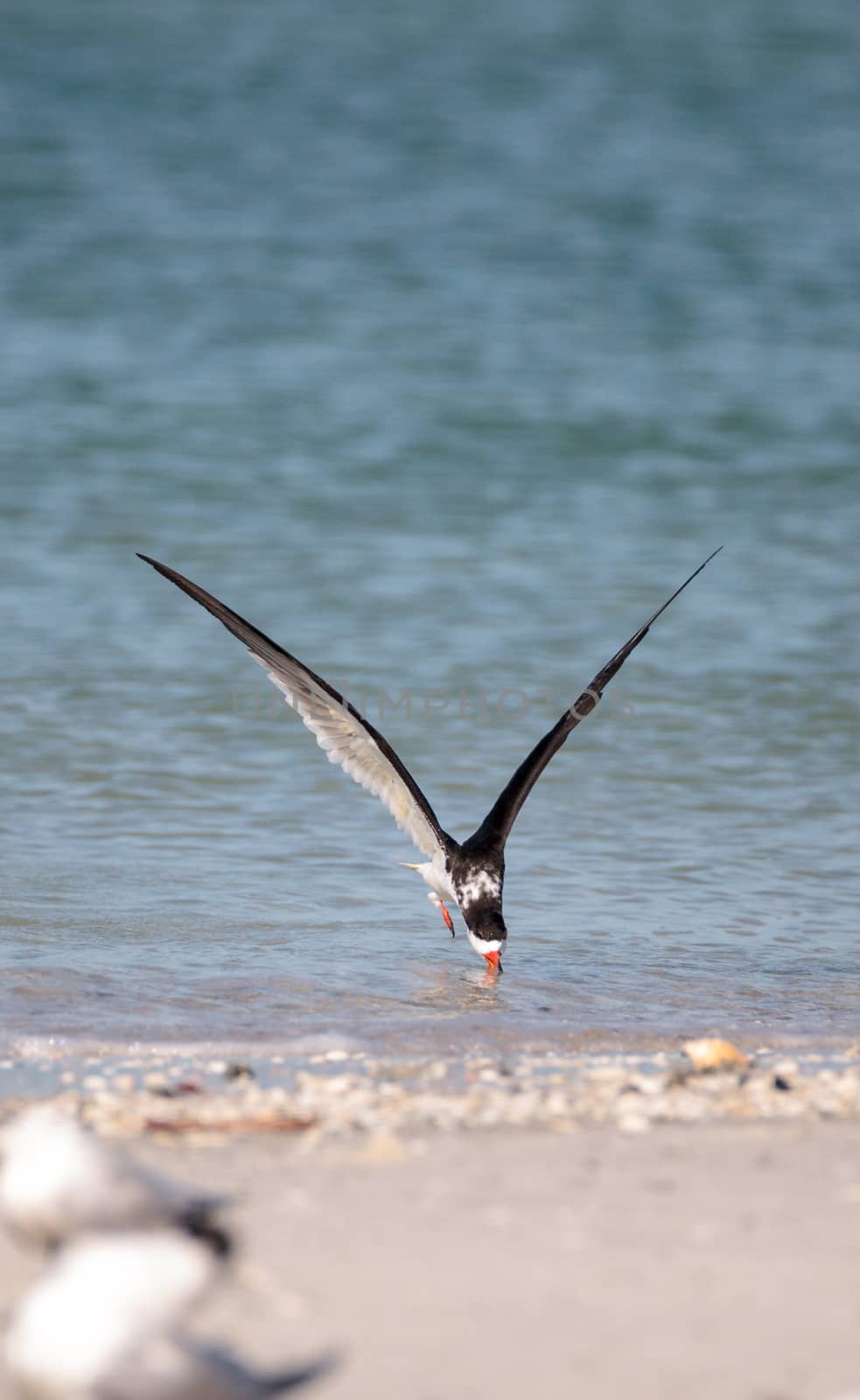 Flock of black skimmer terns Rynchops niger on the beach at Clam Pass in Naples, Florida