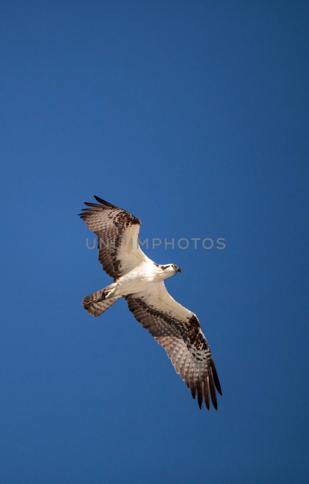 Osprey bird of prey Pandion haliaetus flying by steffstarr