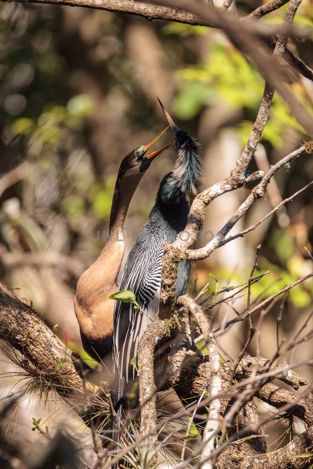 Courting Anhingas bird called Anhinga anhinga and snakebird in the Corkscrew Swamp Sanctuary in Naples, Florida