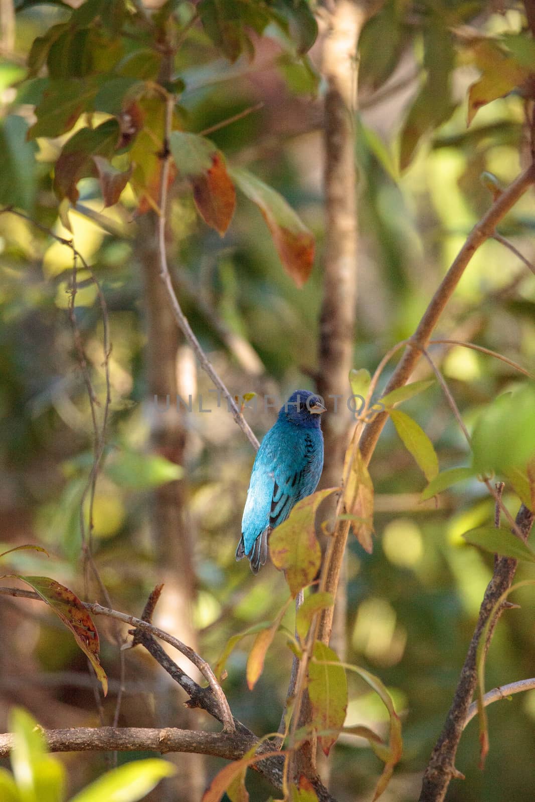 Indigo bunting Passerina cyanea bird forages for food  by steffstarr