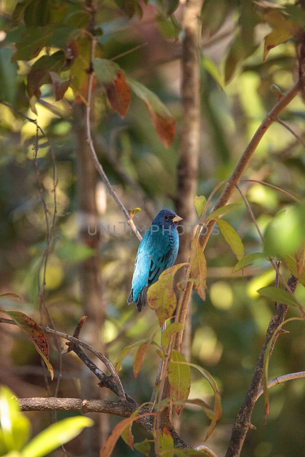 Indigo bunting Passerina cyanea bird forages for food in the bushes and from a bird feeder in Naples, Florida