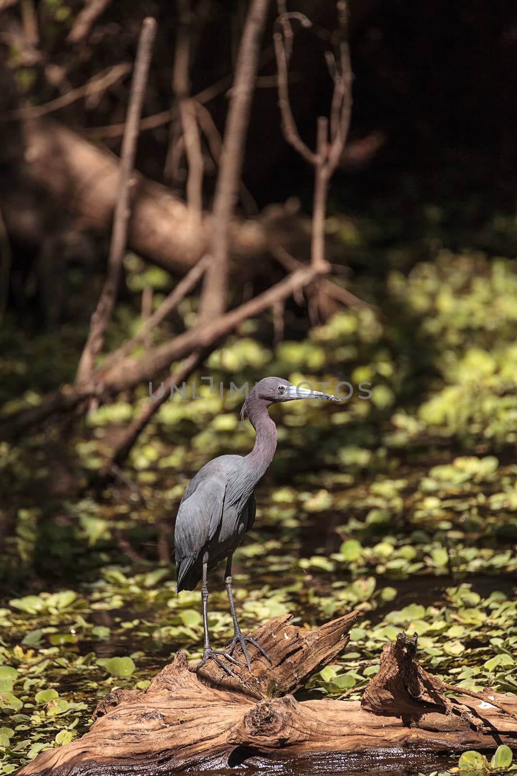 Little blue heron bird Egretta caerulea hunts for frogs amid water fern Salvinia minima in the Corkscrew Swamp Sanctuary in Naples, Florida