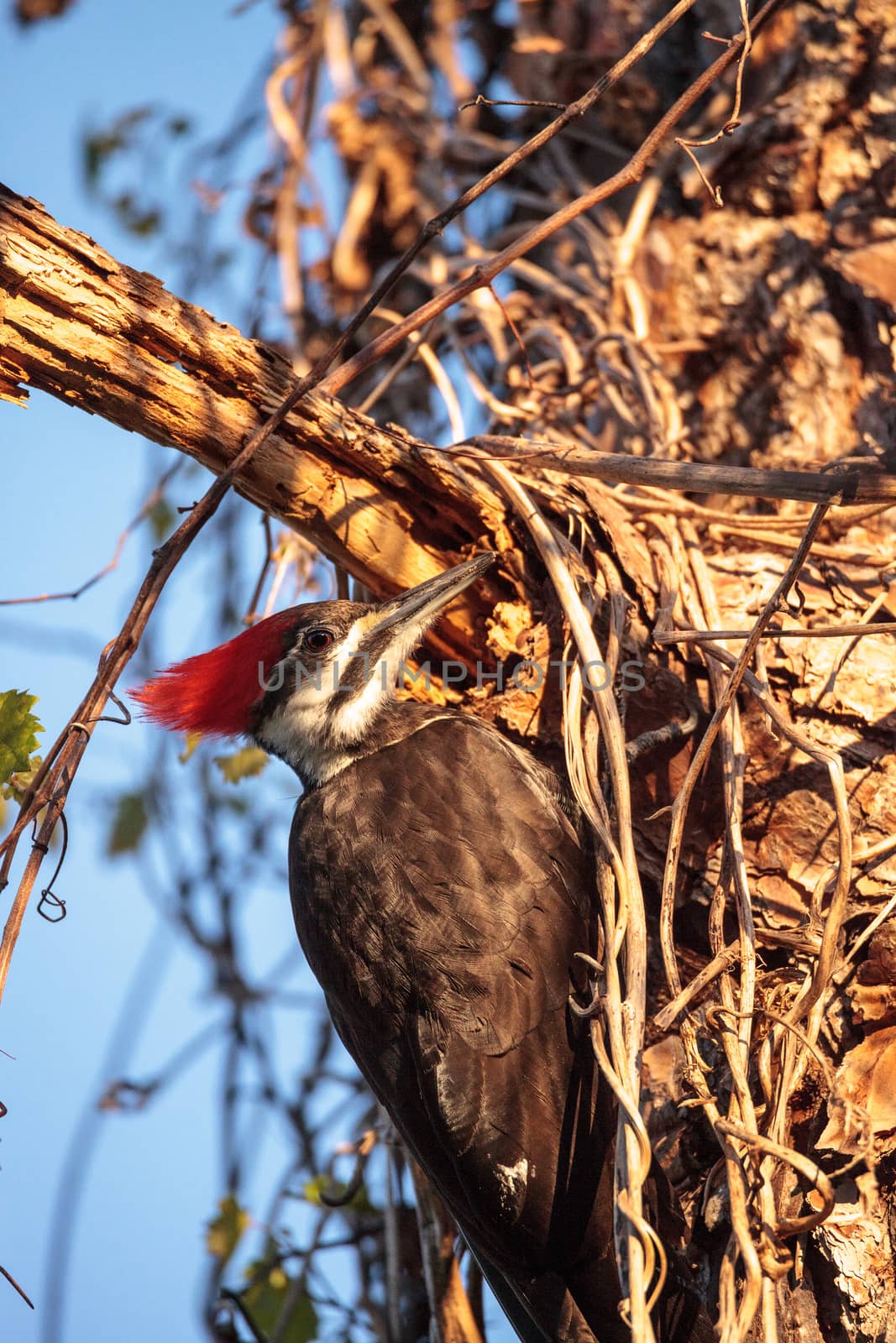 Male pileated woodpecker bird Dryocopus pileatus in a pine tree by steffstarr