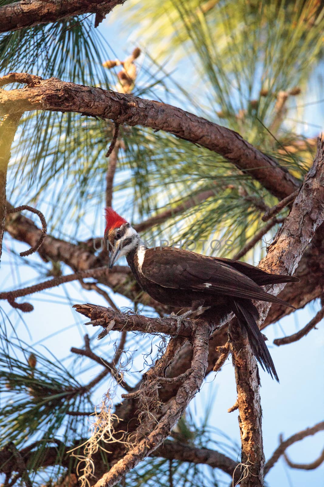 Male pileated woodpecker bird Dryocopus pileatus in a pine tree by steffstarr