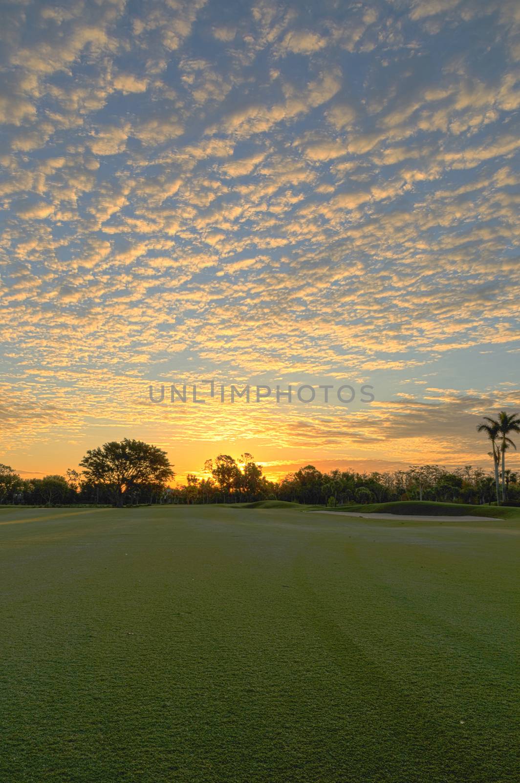 Freshly mowed green grass at dawn on a tropical golf course by steffstarr