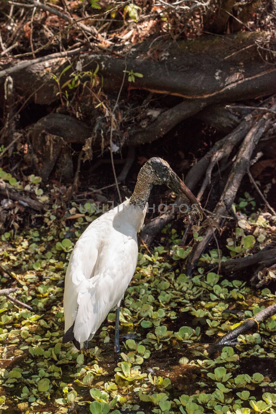 Wood stork Mycteria Americana hunts for prey and eats in the Corkscrew Swamp Sanctuary of Naples, Florida