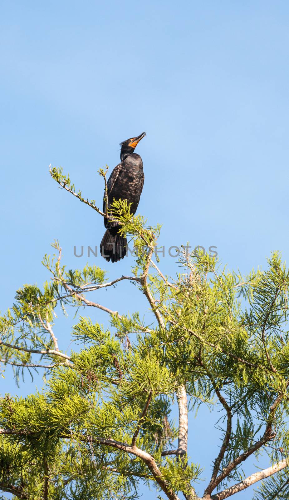 Double-crested Cormorant, Phalacrocorax auritus by steffstarr