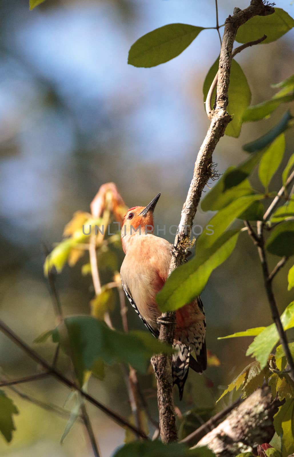 Red-bellied woodpecker Melanerpes carolinus pecks at a tree in Naples, Florida