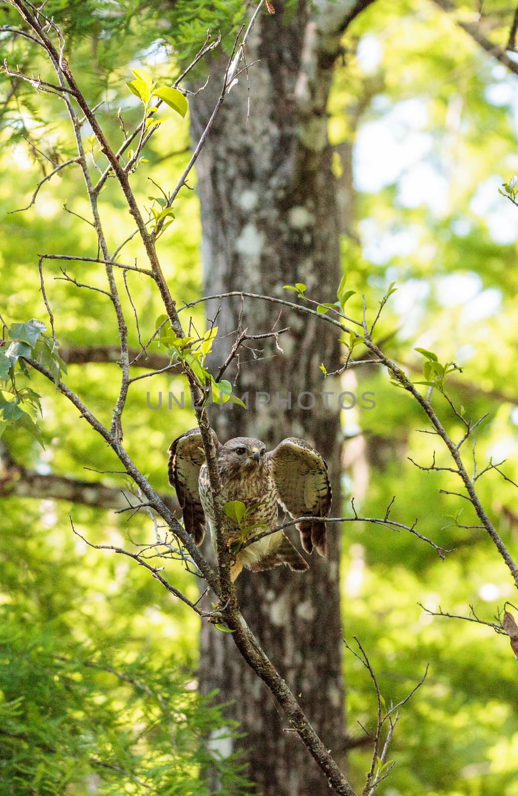 Red shouldered Hawk Buteo lineatus hunts for prey by steffstarr