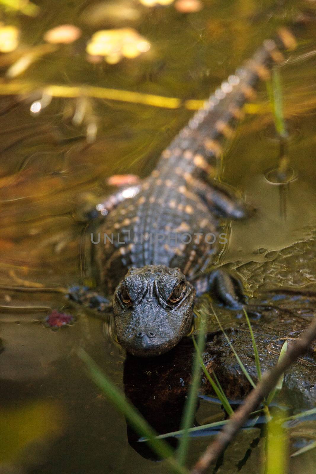 Young American Alligator mississippiensis basking on the side of a pond on a golf course in Florida