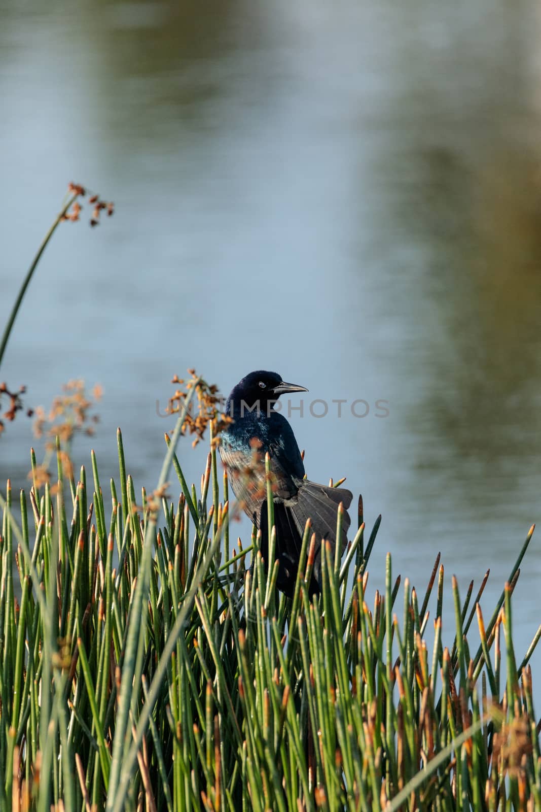 Boat tailed Grackle bird Quiscalus quiscula  by steffstarr