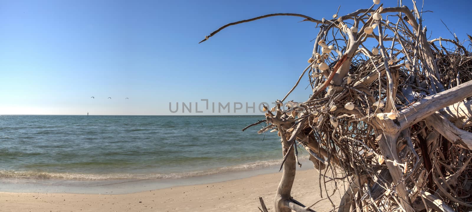 Driftwood on white sand beach of Delnor-Wiggins Pass State Park with a blue sky above in Naples, Florida.