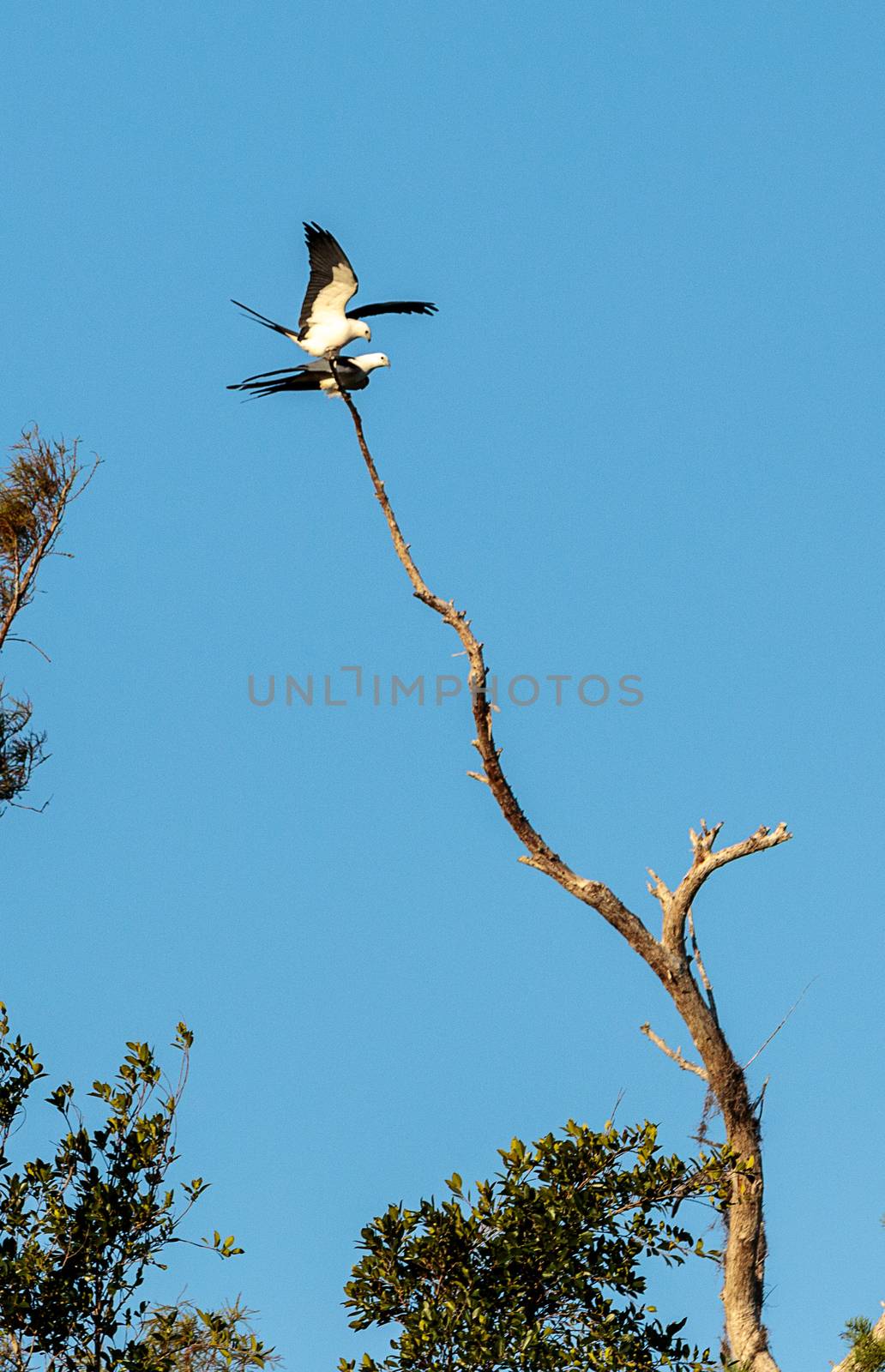 Two Swallow-tailed kite birds mate on top of a dead tree by steffstarr